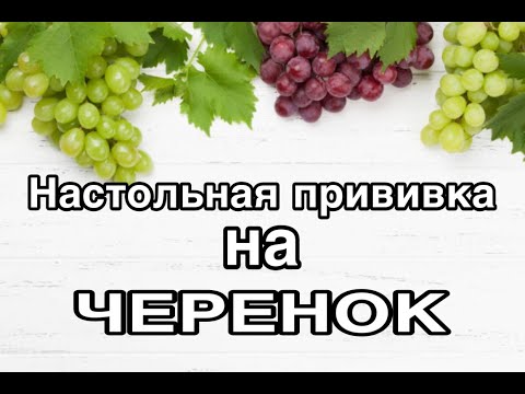 Видео: Настольная прививка почки на черенок с  укоренением #прививкавинограда #настольнаяпрививка