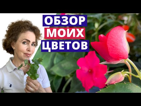 Видео: ОБЗОР моих Цветов на балконе