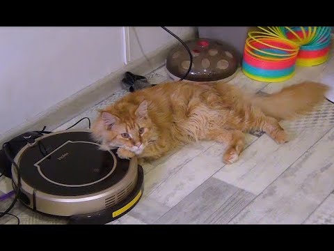 Видео: Котокафе Помурррчим