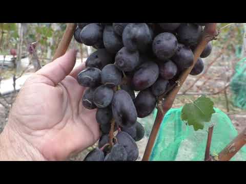 Видео: Сорта винограда для хранения и те, что долго висят на кустах. Новинки!
