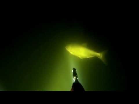 Видео: 30КГ РЫБЫ ЗА 3 ЧАСА. САМАЯ РЕЗУЛЬТАТИВНАЯ ПОДВОДНАЯ ОХОТА В ЖИЗНИ. Десногорск