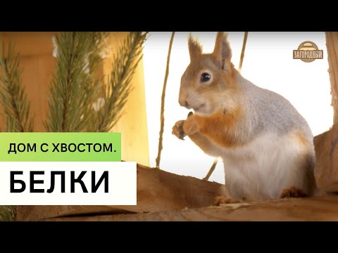 Видео: Белки \  Разведение и содержание белок в доме \  Дом с хвостом.