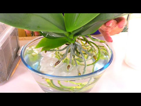 Видео: Пересадить орхидею, и опустить все воздушные корни в горшок, в грунт, не сломав их. Показываю как!