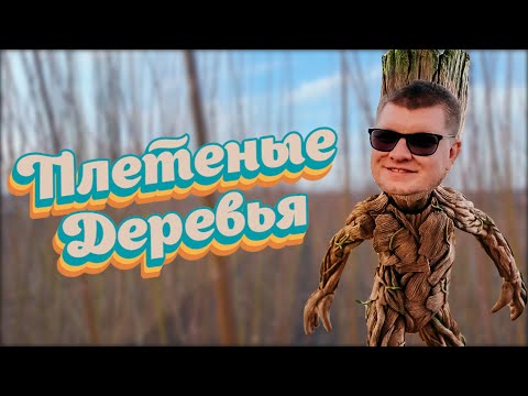 Видео: ЭТО ЧУДО! ПЛЕТЕНЫЕ ДЕРЕВЬЯ ИЗ СОРТОВОЙ ИВЫ. ЧАСТЬ 1. КАК ВЫРАСТИТЬ ПРУТ? ВИДЫ ПЛЕТЕНЫХ ДЕРЕВЬЕВ.