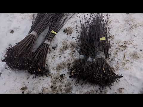 Видео: відкриваємо прайс на підщепу