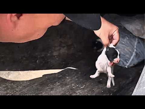 Видео: Если бы папа не услышал слабый плач, двух щенков в мусорном баке, возможно, так бы и не нашли...