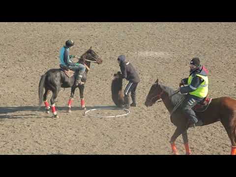 Видео: Мәре көкпар маре кокпар Бауырлар Достык 1/4
