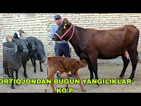 Видео: Ortiqjon ukamizga bugun yangilikla ko'p ona bola sigirlar va qo'ylar 24 октября 2025 г.