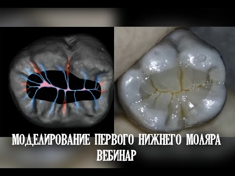 Видео: Моделирование первого нижнего моляра. Вебинар