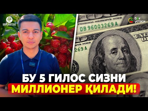 Видео: НИМАГА БУ СИРЛИ ГИЛОСЛАРНИ ЭКИШИМИЗНИ ИСТАШМАЯПТИ? | ШУҲРАТ АБРОРОВ #shuhratabrorov #gilos #uzb