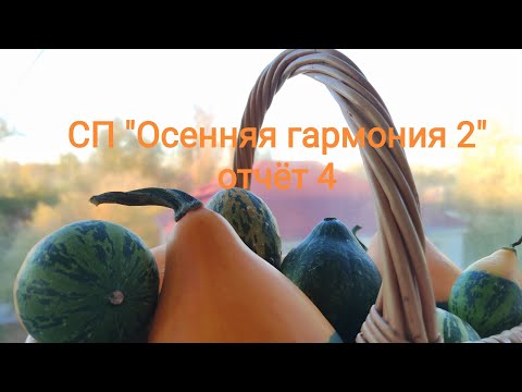 Видео: СП "Осенняя гармония 2". Отчёт 4. #вязание #богинипряжи #осенняягармония 