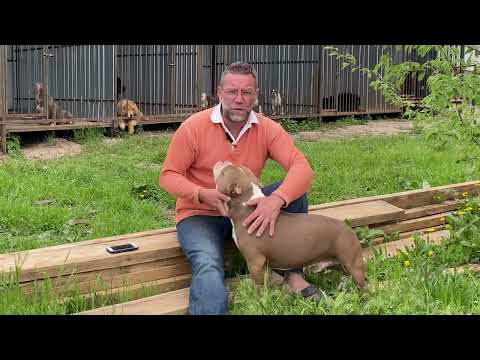 Видео: ПОНОС У ЩЕНКА | кормление щенка и как лечить понос у щенка