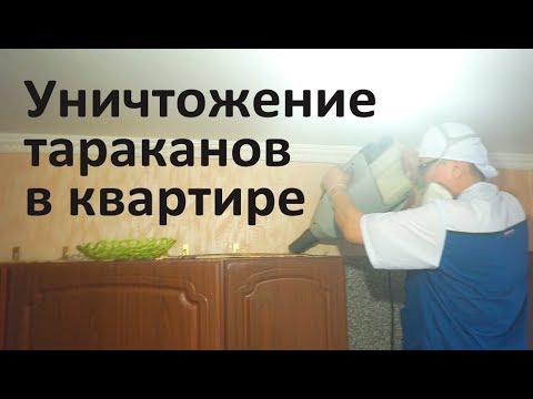 Видео: Уничтожение тараканов в московской квартире