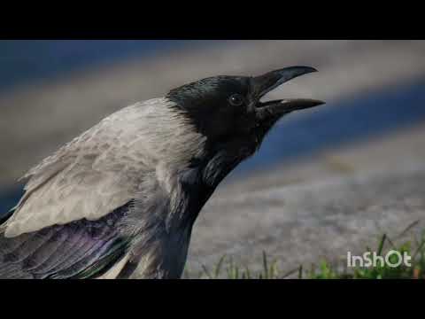 Видео: Ранній вік. Природа. " Птахи ".