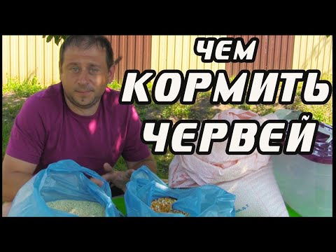 Видео: Чем кормить червей дендробена.