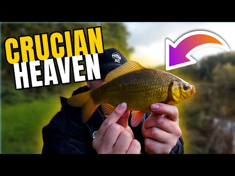 Видео: Осенняя рыбалка на опарыша - МНОГО карасей!!