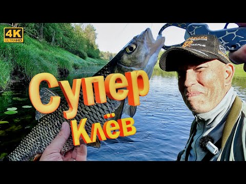 Видео: Супер клёв ГОЛАВЛЯ. Я это ждал 20 рыбалок