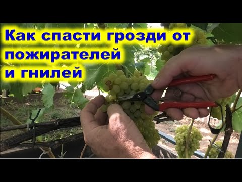 Видео: Как ЗАЩИТИТЬ ГРОЗДИ винограда