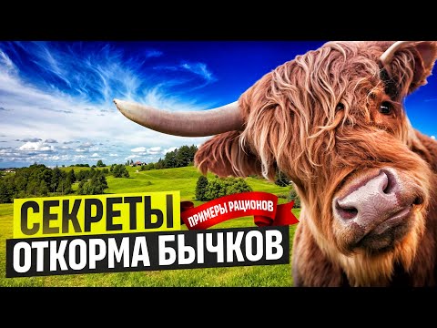 Видео: Секреты откорма бычков