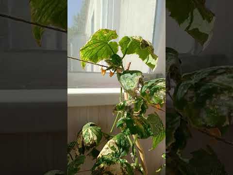 Видео: Огородик 4 августа 2025 г.