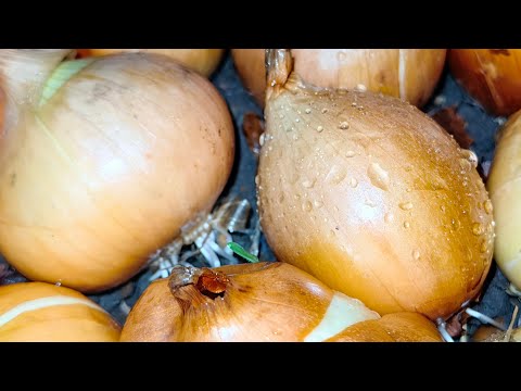 Видео: корень выталкивает лук из земли, что делать?