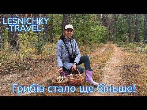 Видео: Грибів стало ще більше! 
