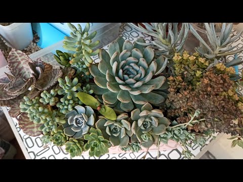 Видео: Суккулентные садики 🌱Сажаю,болтаю🌵💚