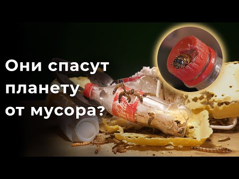 Видео: ЭТИ СУЩЕСТВА ЕДЯТ ПЛАСТИК!