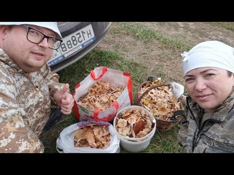 Видео: Очередной поход за грибами!