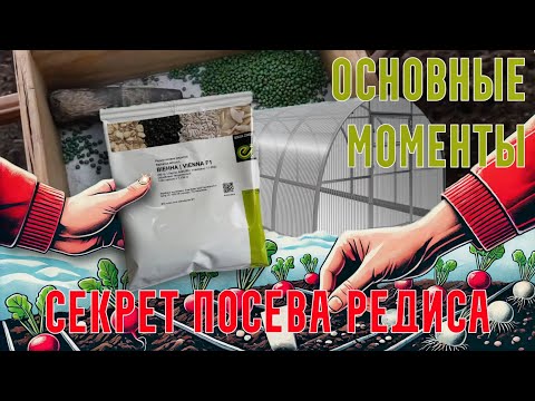 Видео: Посадка редиса от А до Я. Посев редиса в феврале в холодную теплицу.