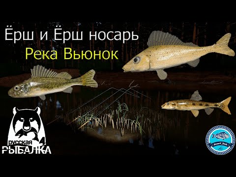 Видео: Ёрш носарь и просто ёрш на реке Вьюнок - Русская Рыбалка 4