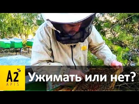 Видео: #1 Как #пчелы вышли из зимовки, ужимать гнездо или нет, подсадка матки весной и др.