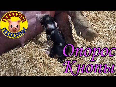 Видео: Опорос свиноматки Кнопы. 26 января 2022 г.