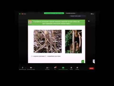 Видео: Международная научная конференция. Секция "Физиология, генетика... селекция растений"