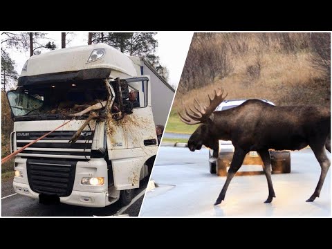 Видео: ЛОСЬ против ФУРЫ | Рейс Москва - Екатеринбург |