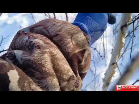 Видео: Ставим петлю на зайца.