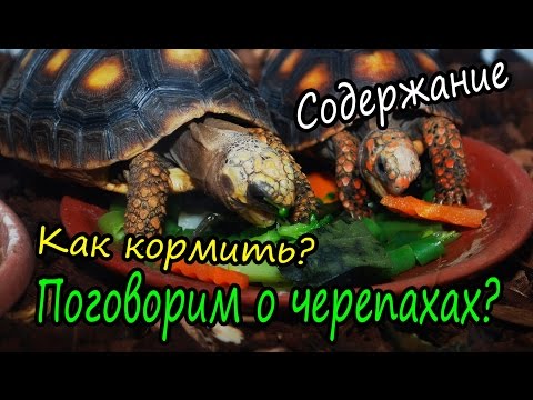 Видео: Уход за черепахами. Как содержать сухопутных черепах?