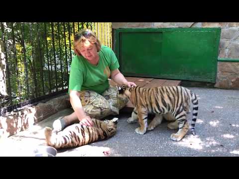 Видео: Львенок Амадей ревнует Татьяну Ивановну к остальным деткам