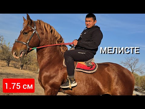 Видео: АТТЫН  УДАРЫ  1.75 см  Мелистен Чыкты  Жетишкен Алат 