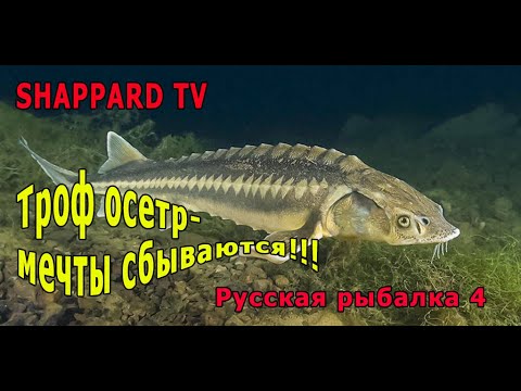 Видео: Русская рыбалка 4 🌎Осетровый фарм!!!🐠Снасти,премы и голд наживки в рулетке!!🔥