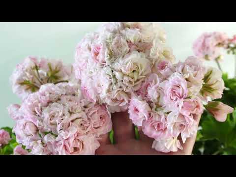 Видео: #69. ЮВ Звезда Водолея - сорт пеларгонии.  Середина цветения 3.