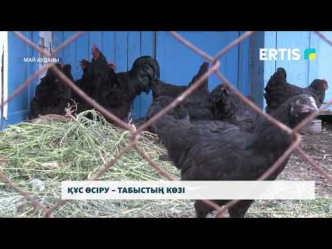 Видео: Құс өсіру – табыстың көзі