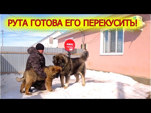 Видео: Напряжённое знакомство Руты и Гризли!