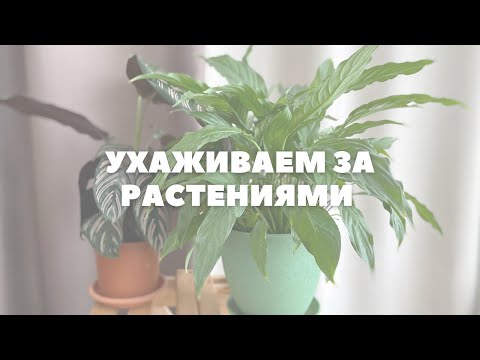 Видео: МОТИВАЦИЯ НА УХОД ЗА КОМНАТНЫМИ РАСТЕНИЯМИ