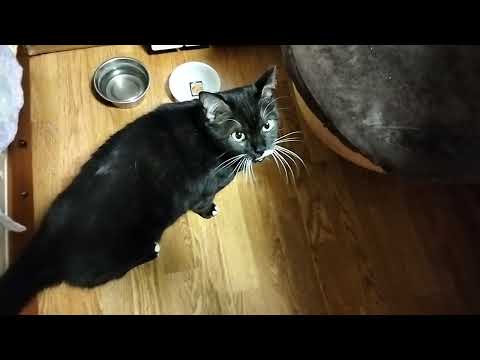 Видео: ПОЗДНО ПРИШЛА ДОМОЙ/ГОЛОДНЫЙ ЗВЕРЬ/ТАК ЖДАЛА НАС#cat #топ #видео #video #catvideos #top #cats#котик