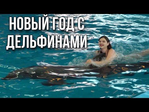 Видео: ДРУЗЬЯ ИЗ МОРЯ || Новогоднее шоу в минском дельфинарии || Много брызг и веселья!