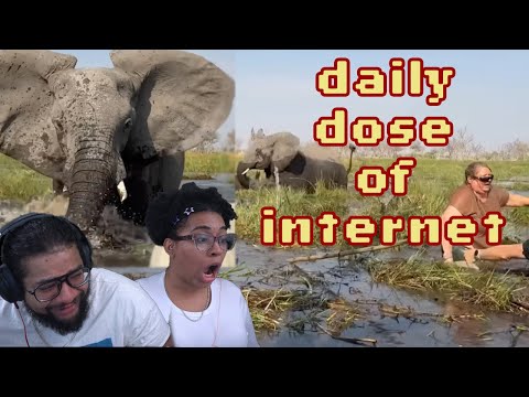 Видео: Слишком близко для комфорта!! | Ежедневная доза интернет-реакций