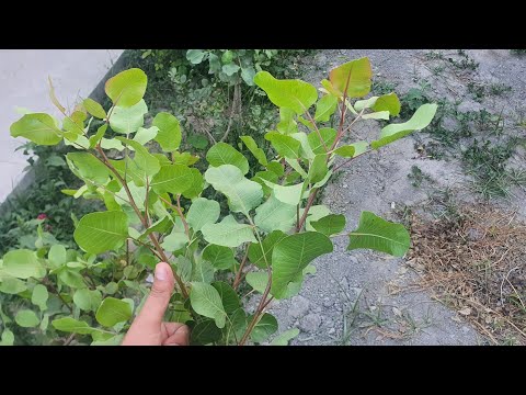 Видео: Биогумус билан Хандон Писта кучати 1 йиллик усишини 1ойда уддалади 🤗