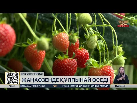 Видео: Жаңаөзен кәсіпкерлері жылыжайда құлпынай өсіріп отыр