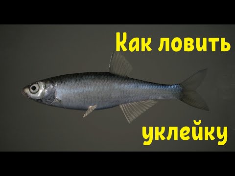 Видео: Ловля уклейки. Фидер.